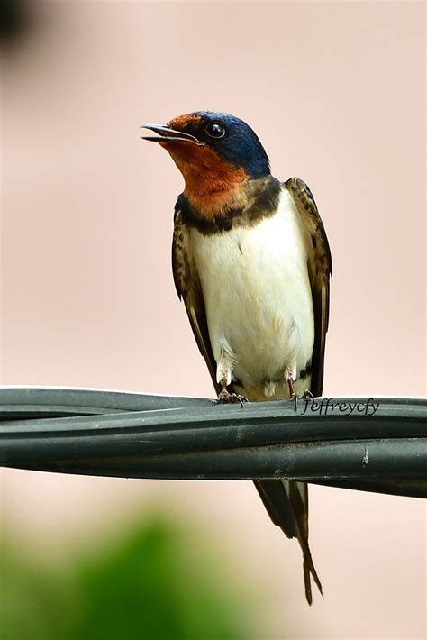 家燕子|家燕 Barn Swallow (Hirundo rustica) 